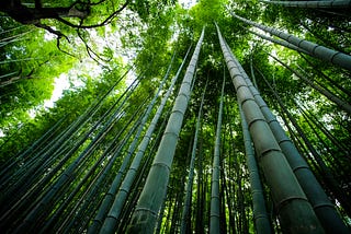 Bamboo Growth