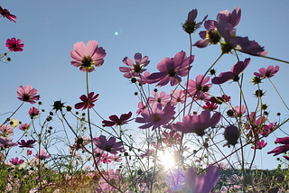 Let’s celebrate Cosmos!