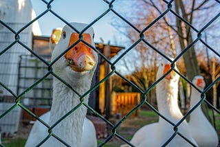 Why do I want to get a goose tattoo?