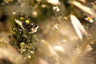 Butterfly in a dreamy landscape