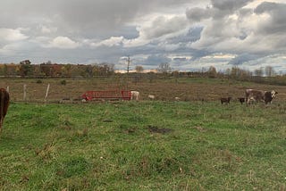 Fall on the Farm