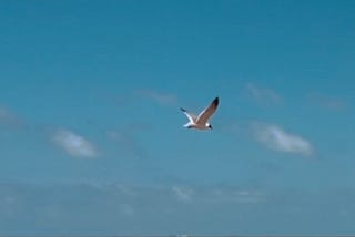 A picture of a seagull in the air flying the author took in Galveston