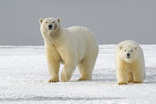Two polar bears, one much larger than the other, walking on ice.