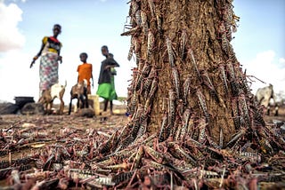 Desert locust and climate change: a call for improved global governance