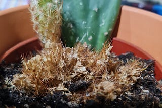 A pot with a cactus in the forefront that is dead and a cactus in the background that is alive.