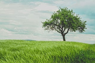 The leaf and the tree.