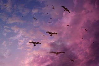 A flock of birds is flying on a purplish-blue ombré sky.