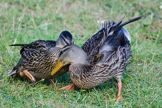 The Sad Story of Todd, the Duck of Darkness!