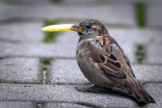 How House Sparrows Became Our Closest Avian Companion