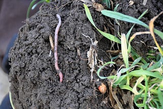 The Importance of Earthworms in Soil Ecosystems