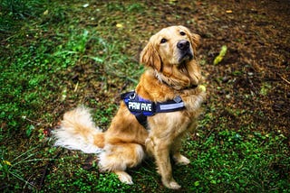 Know the reasons for using a dog harness ad no pull dog harness