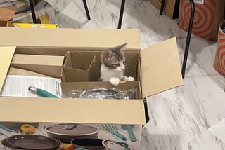 A kitten standing in a cookware box