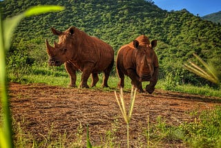 Finding My Soul with Charging Rhino’s & Elephant Shit