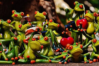 Red-eyed tree frogs