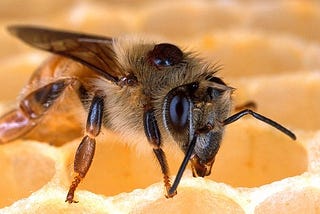 Top 20 Amazing Facts about Honey Bee | Facts about Honey Bee 2020