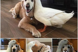 Feathers & Fur Unite: Where Dogs and Ducks Embrace the Unexpected Magic of Friendship