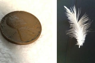 Pennies and Feathers As Signs