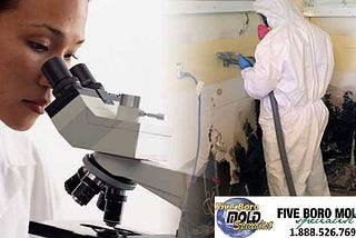 Black Mold Testing Queens | Mildew Removal Brooklyn | Quality Mold Inspection NY