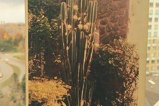 My Grandfather’s Cactus Plant