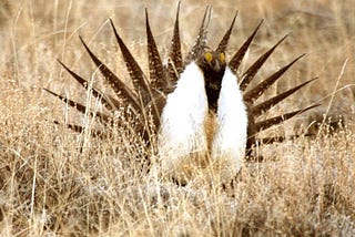 Practice good bird watching etiquette this spring