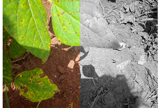 Transfer Learning on Greyscale Images: How to Fine-Tune Pretrained Models on Black-and-White…