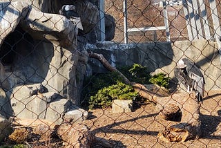 A photograph of two condors in a rocky exhibit behind a chain link fence.