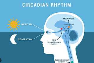 Circadian Rhythms and Metabolic Health