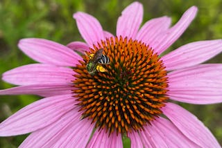 Echinacea flower with a bee.