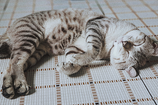 Kittens know how to belly breathe