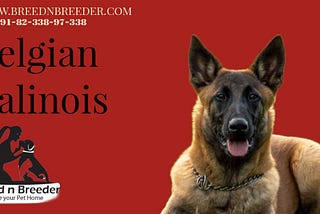 Belgian Malinois Dogs in India Breed n Breeder