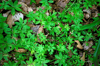 Galium triflorum