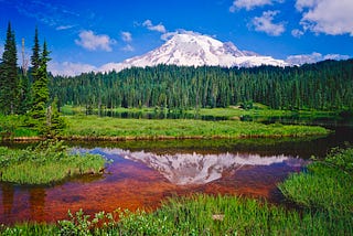 Monte Rainier nevado y bosque