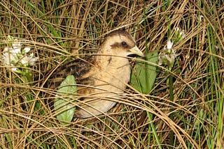 Yellow rail sitting in grass. The bird has a yellow beak and yellow breast with brown feathers on its back.