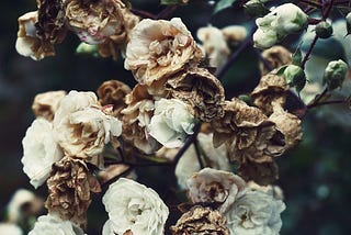 Withering white flowers on branches
