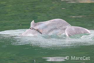 The dolphin bearing the weight of humankind’s trash