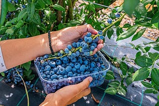 Tricks to Double your Blueberry Harvest!