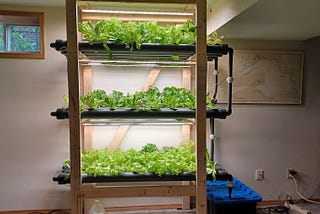 A Beginner’s Guide To Hydroponics