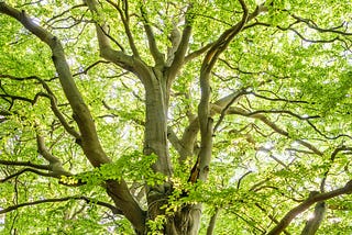 Manifesting with the Tree of Life