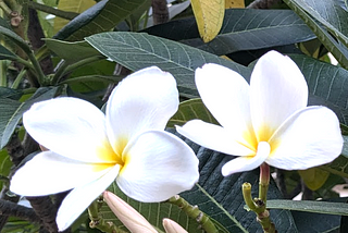 Perfume of Frangipani, Christmas Trees on the National Mall