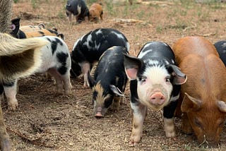 Piglets feeding in the woods