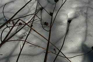 flowerstalks with shadows above melting nighttime snow.