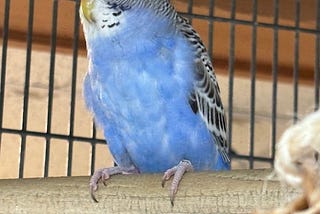 A blue parakeet with black and white wings is sitting on a perch in a cage.