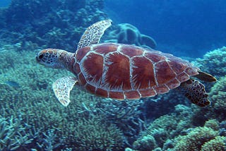 Green Sea Turtle flying with glee over the Coral Sea in the Great Barrier Reef. Blue hues of sea and beautiful reddish brown turtle shell.