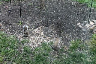 Chat with Deb—Psycho-Squirrel? Or Tree-Rat with a Sweet Tooth?