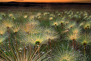 Wildflowers, Cerrado, Mato Grosso, Brazil