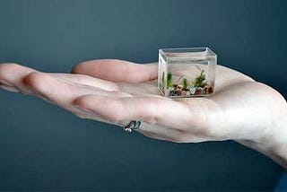 Analogies v.4 — Aquariums and Startups- creating new worlds