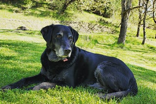 My Top 5 Tips for a Long Life with Your Labrador Retrevier