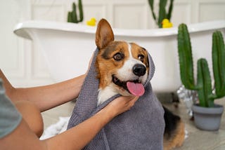 Most common Pet Grooming Mistakes to Avoid: Preventing Injuries and Stress