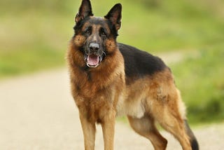 GERMAN SHEPHERD FACTS