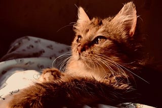 Whiskas.